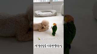 새장난감이 궁금해 #pet #강아지 #동물키우기 #cute #pets #반려견 #반려조#귀여운#푸들#카이큐#앵무새#dog