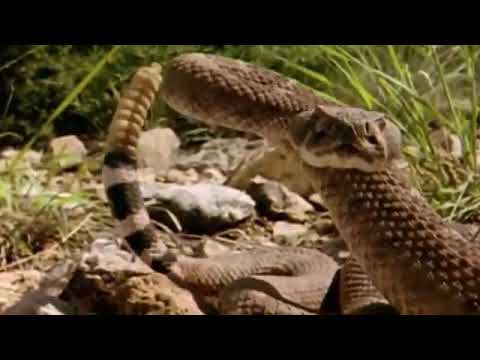 Amazing! Leopard vs Big Python Snake Real Fight Most Amazing Wild Animal Attack