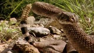 Amazing! Leopard vs Big Python Snake Real Fight Most Amazing Wild Animal Attack