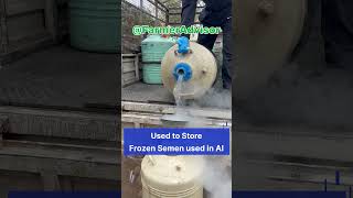 How to store Cow Bull or Buffalo Bull Semen in Liquid Nitrogen