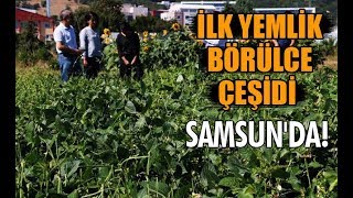 İlk Yemlik Börülce Çeşidi Samsun'da!