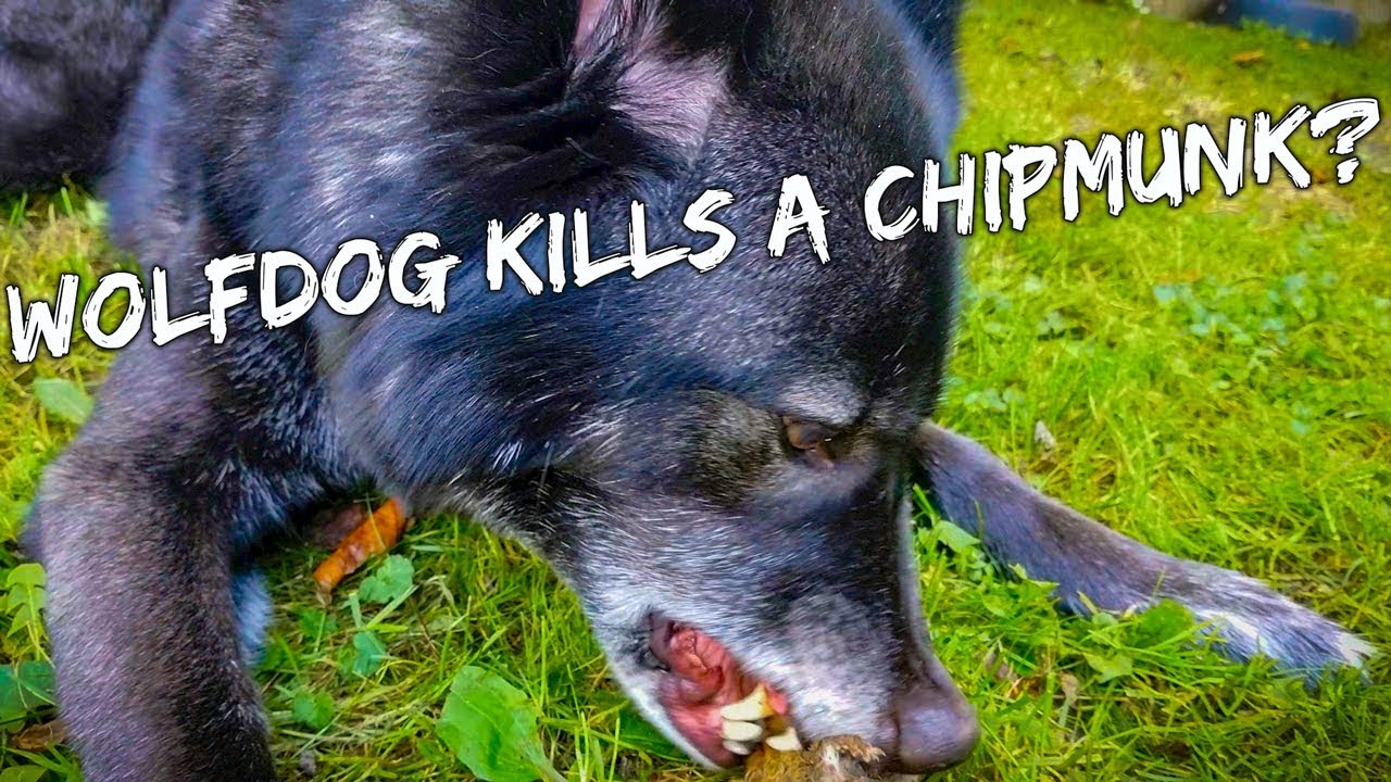 pets and animals for sale Did This Wolfdog Kill the Chipmunk?