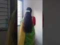 Gajra hack😱|festival gajra hack #pushpacreation#youtubeshorts  #diy #hairstyle #gajra #shorts #hack