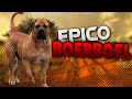 videos EPICOS de perro BOERBOEL 2021|Mr doberman