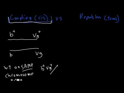 Thumbnail for the embedded element "Genetics! coupling (cis) vs Repulsion (trans)"