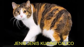 KUCING KEMBANG TELON by John Bern 49 views 1 year ago 6 minutes, 39 seconds