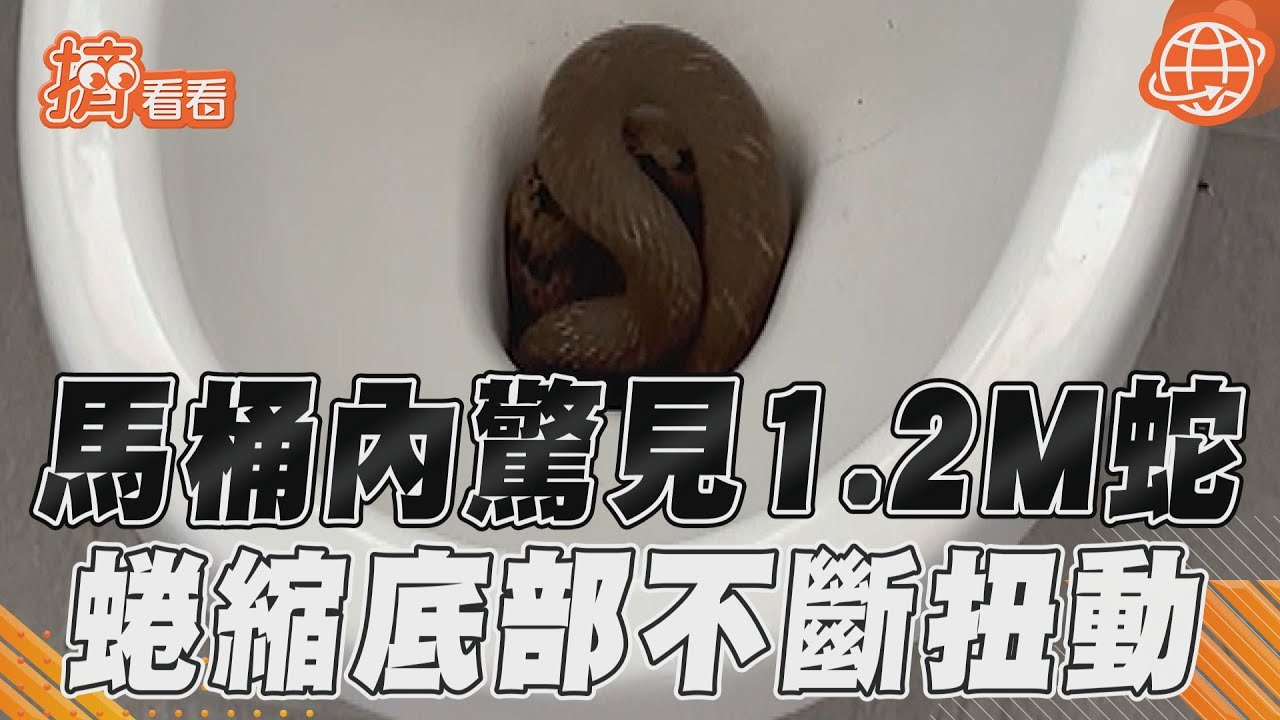 馬桶內驚見1.2M蛇 蜷縮底部不斷扭動｜TVBS新聞@TVBSNEWS01
