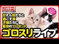 🔴【9月26日(土) 20時スタート】甘えん坊たちと過ごす星空ライブ🌟