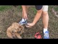 Cujo Control CC-810 Remote Dog Training Collar Review Cujo Control CC-810 Remote Dog Training Collar Review