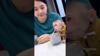 Lala is so cute and Smart #Lala #lala #bibimonkey #bibi #FamilyBiBi