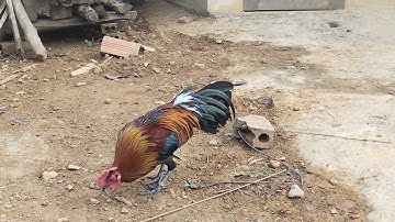 saib qaib nawb yog leej twg nyiam hu tau nawb :02076828123:  2022/2023