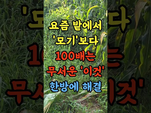 요즘 밭에서 모기보다 100배는 무서운 이것, 한방에 해결