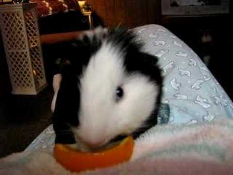 Guinea Pigs Can Eat Oranges Diet