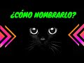 🔥🔥 Nombres para GATOS color NEGRO 🖤😺 [Originales y Bonitos]