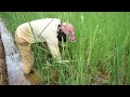 Cishekebushumba  les dfis de la riziculture irrigue