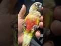 This video isn’t about clipping. It shows our bond, how much love, attention he gets. Abused? #birds