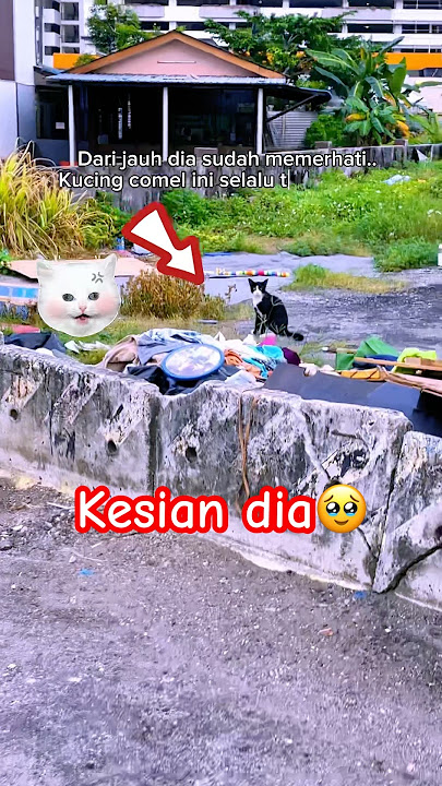 Meow cari apa? Kesian dia🥹 #kucingjalanan #tolong #makan #kucing #sedekah #shorts