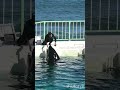 ラビーちゃんと、おどけた匠トレーナーさん、＃鴨川シーワールド、＃シャチ、#orca, #killer whale, #shorts