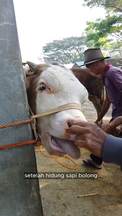 Punching a Hole in a Cow's Nose!!!
