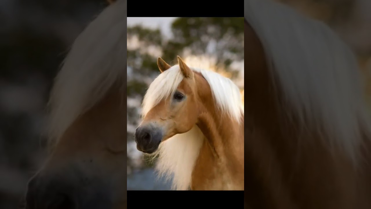 meine lieblings Pferde/Pony Rassen 🐴 @L0Fi23