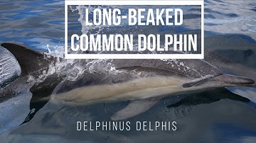 Common Dolphin (Delphinus delphis) ~Zoomed In~ - Sea Search Sound Library