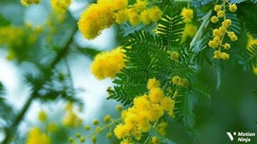 وتركنا بعضهم يومئذ يموج في بعض الربع الثاني من الجزء السادس عشر من سورة الكهف الحصري المعلم للقران 🌿