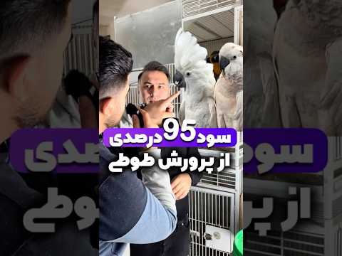 نظرتون درمورد این صحبت ها چیه کامنت کن برام طوطی    کاسکو آموزش احسان مالکپور