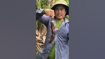 Câu cá bống tượng