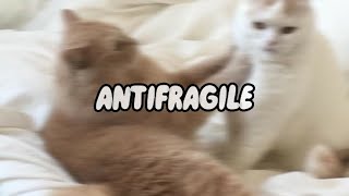 antifragile (sped up) -Le Sserafim