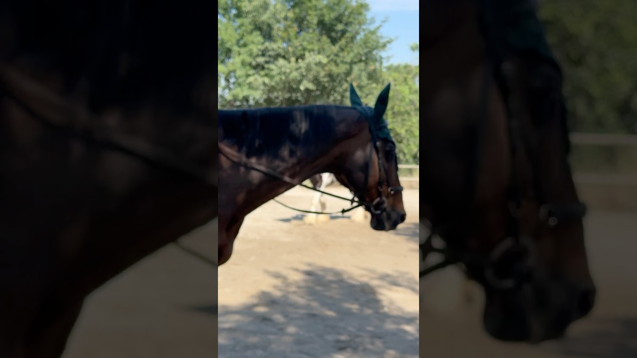 A bit of relaxing with my beautiful horse 