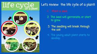 The Life Cycle of a Plant by Heather Maples 104,964 views 3 years ago 5 minutes, 38 seconds