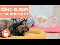¿Cómo elegir un segundo gato en casa? | Educador de Gats