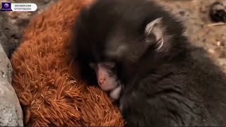 Alone Monkey Viral Video