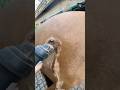 satisfying horse hair cutting