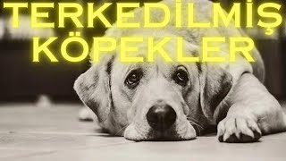 Terk edilen köpekl..