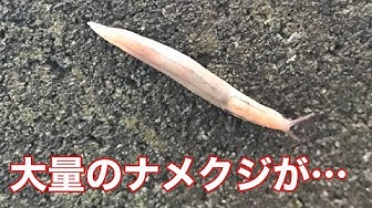 ナメクジ Youtube