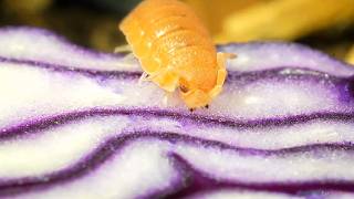 Isopods Eat Red Cabbage