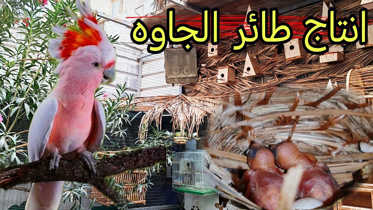 جوله في محمية الطيور +انتاج الفناجس و الطيور الحب #محمية #طيور 