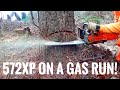 New Husqvarna 572xp cutting 18 trees on one tank of gas! #husqvarna #chainsaw #logger