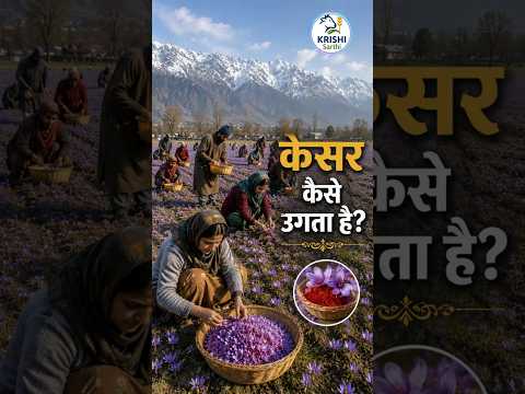 केसर कैसे उगता है? 😳 1 फूल = हजारों की कमाई!