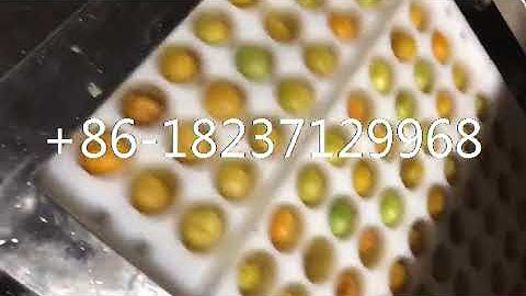 apricot greengage plum prune core pitter machine longan peach seed remover pitting machine