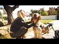 Amazing paralysed dog goes crazy when he meets the girl that saved him ! | Viktor Larkhill