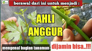 Mengenal bagian-bagian tanaman anggur agar mahir merawat dan membuahkan