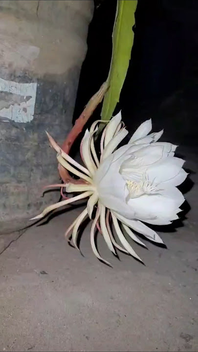 God’s Flower Brahma Kamalam Bloomed Tonight 💫Only Blooms at Night! 🌸 The Divine Himalayan #shorts