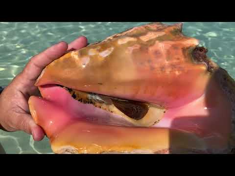 A Conch Shell— with a Live Conch Still in It!