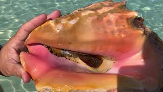 A Conch Shell— with a Live Conch Still in It!
