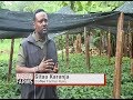 Young and in Large scale coffee farming business