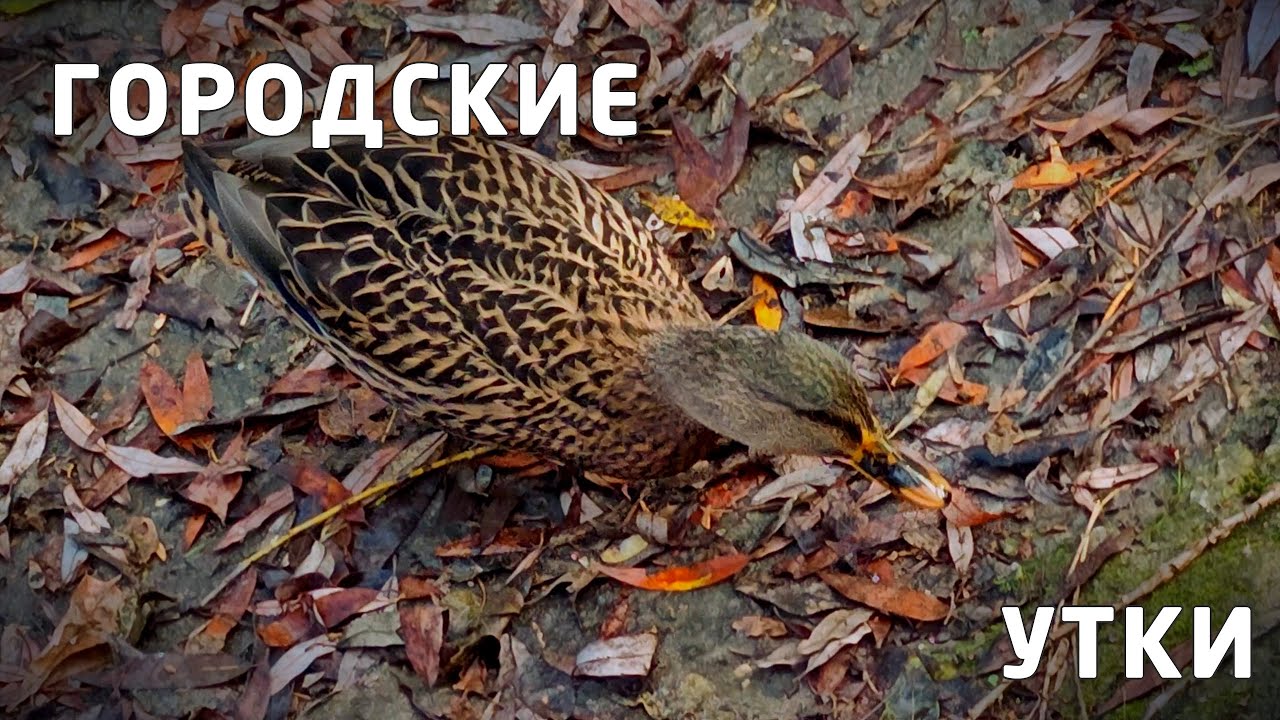 Колония крякв в пойме реки Сетунь