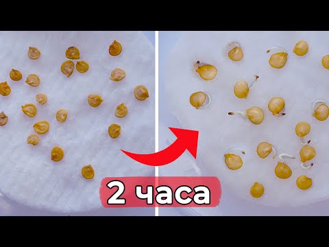 Видео: Показываю лучший способ посева перца на рассаду! Семена прорастут за пару часов