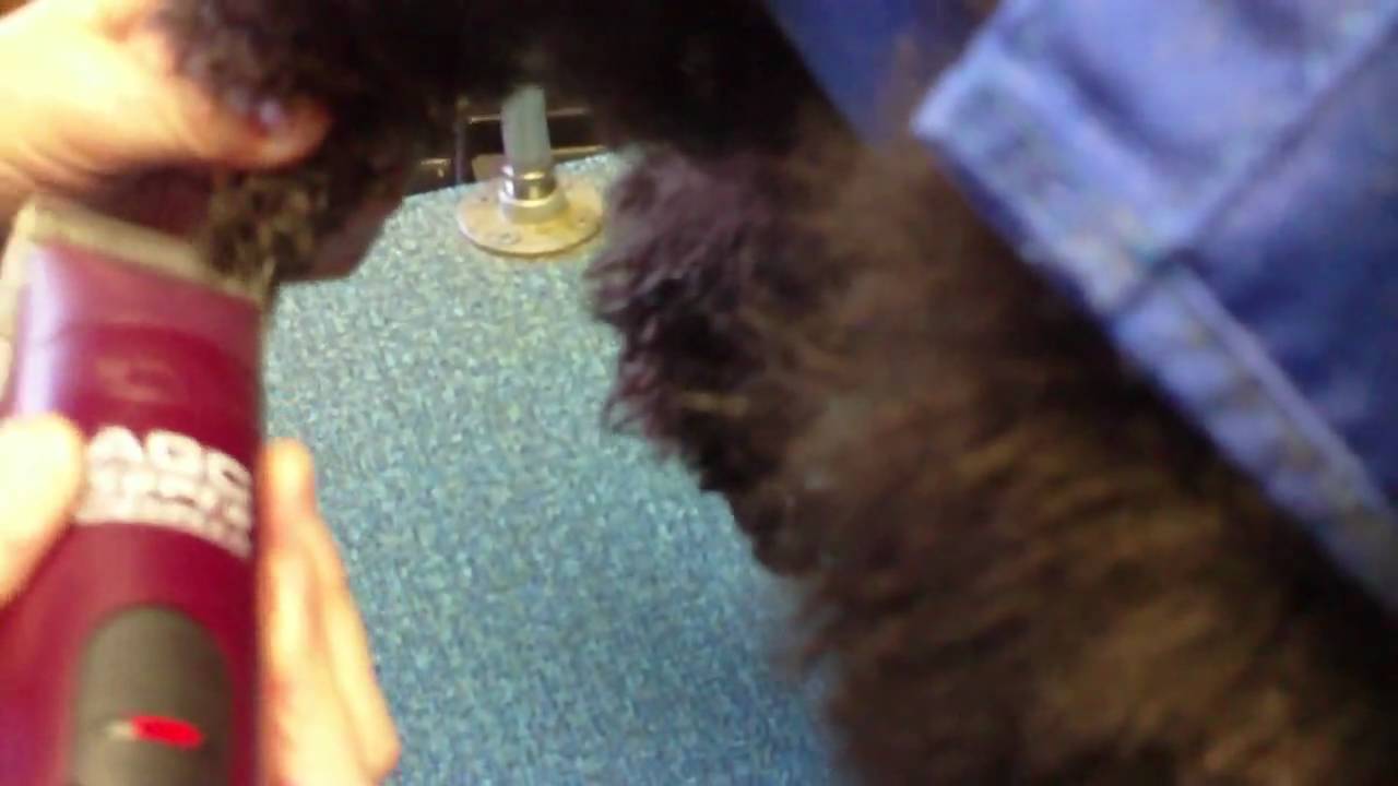 Puppy Love Tullahoma Tennessee Dog Grooming Groomer Salon Toe Clipping